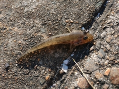 Acanthogobius flavimanus