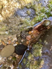 Tenguella marginalba