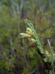 Nothobartsia asperrima