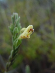 Nothobartsia asperrima