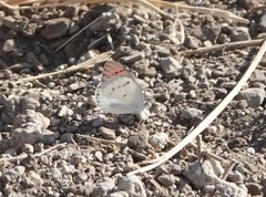 Colotis danae eupompe