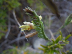 Nothobartsia asperrima