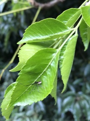 Corasoides australis