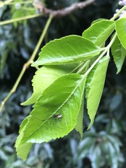 Corasoides australis