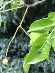 Corasoides australis