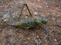 Steropleurus pseudolus