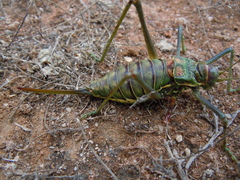 Steropleurus pseudolus