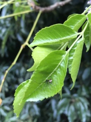 Corasoides australis