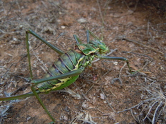 Steropleurus pseudolus