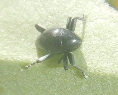 Trigonopterus