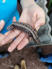 Barisia imbricata