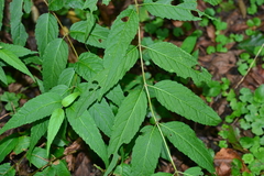 Eupatorium chinense tozanense