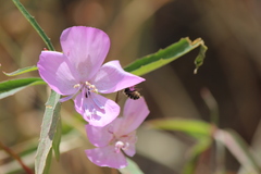 Clarkia bottae