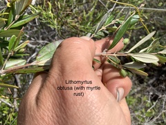 Lithomyrtus obtusa