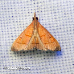 Hemiscopis sanguinea