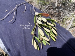 Lithomyrtus obtusa