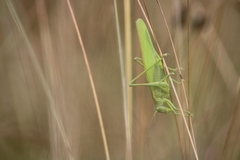 Tettigonia viridissima