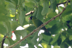 Erythrura kleinschmidti