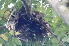 Erythrura kleinschmidti