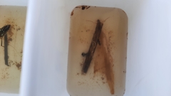 Triplectides dolichos