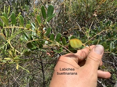 Labichea buettneriana