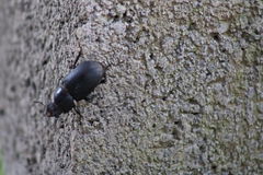 Dorcus parallelipipedus