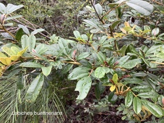 Labichea buettneriana