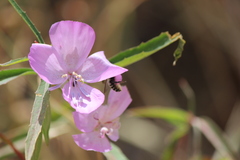 Clarkia bottae