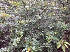 Labichea buettneriana