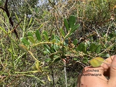 Labichea buettneriana