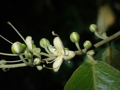 Capparis quiniflora