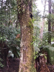 Nothofagus cunninghamii