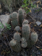 Echinocereus sciurus