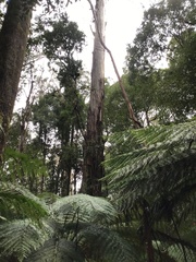 Eucalyptus regnans