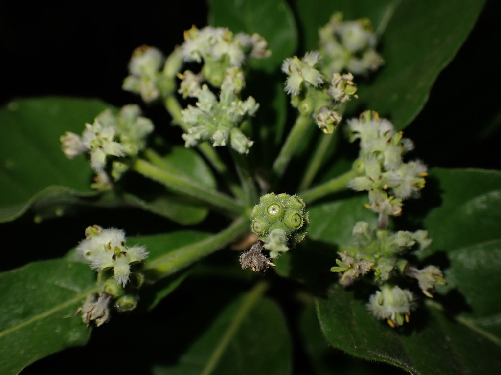 Gynochthodes mollis