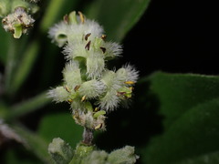 Gynochthodes mollis