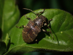Blapsilon irroratum