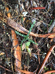 Coprosma quadrifida