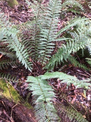 Polystichum proliferum