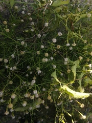 Porophyllum maritimum