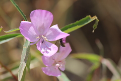 Clarkia bottae