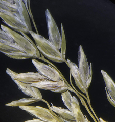 Poa nepalensis