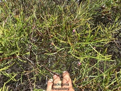 Jacksonia thesioides