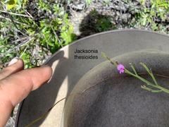 Jacksonia thesioides