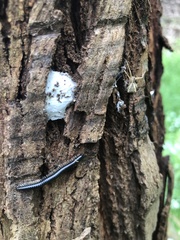 Sidymella trapezia