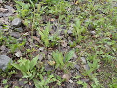 Plantago depressa
