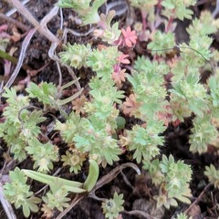 Alchemilla occidentalis