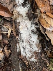 Sclerotinia sclerotiorum
