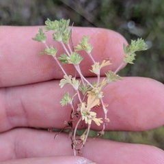 Alchemilla occidentalis