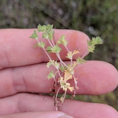 Alchemilla occidentalis